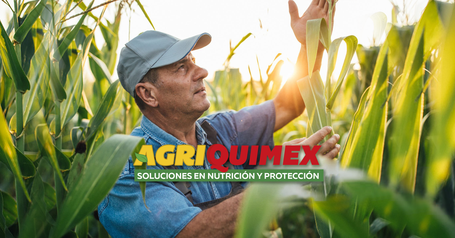 Quienes Somos
